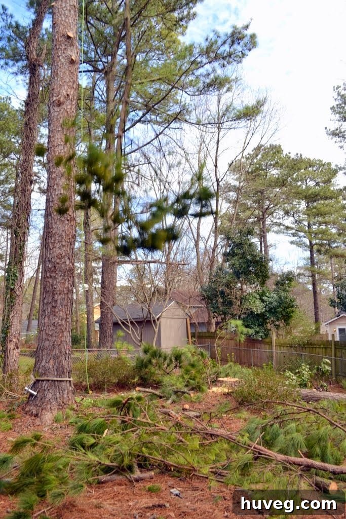 Large tree branches being lowered safely to the ground by a tree removal crew.