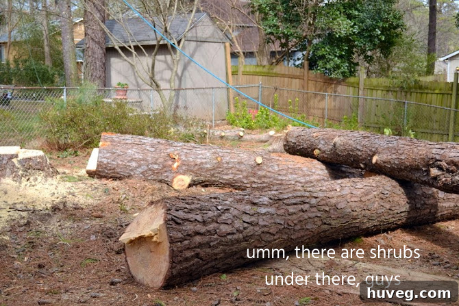 Azalea shrubs underneath fallen tree debris
