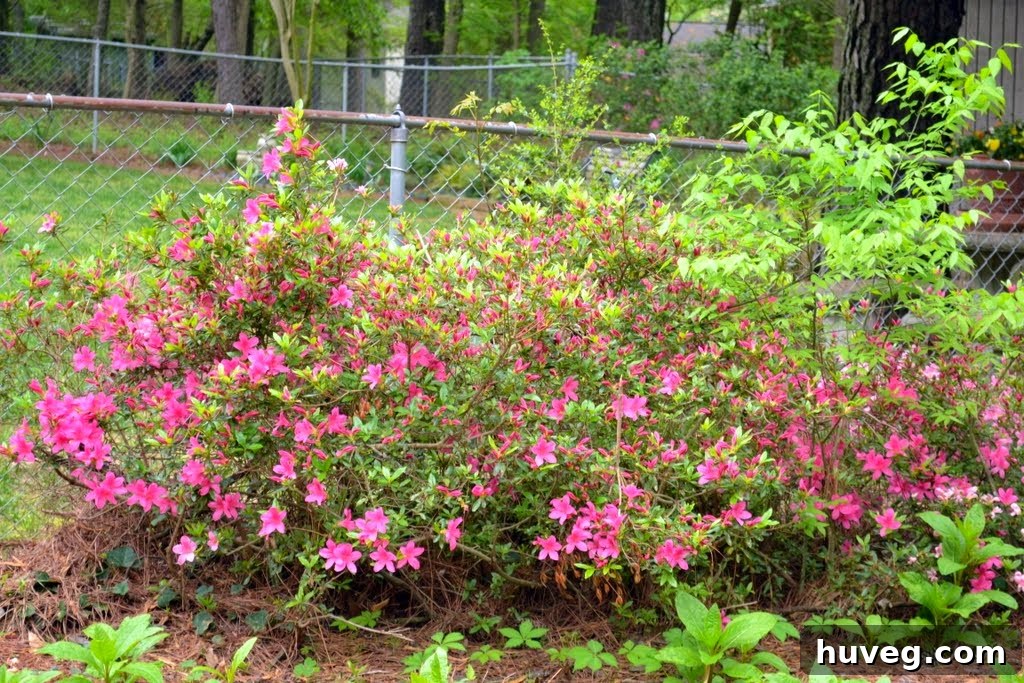 Backyard view showing azaleas, fence line, and dog leash area