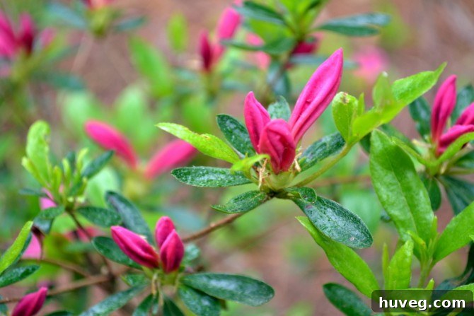 Close-up of vibrant pink azalea blooms in a sunny garden