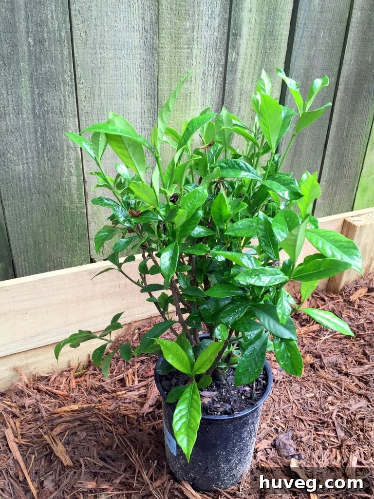 gardenia lasagna gardening