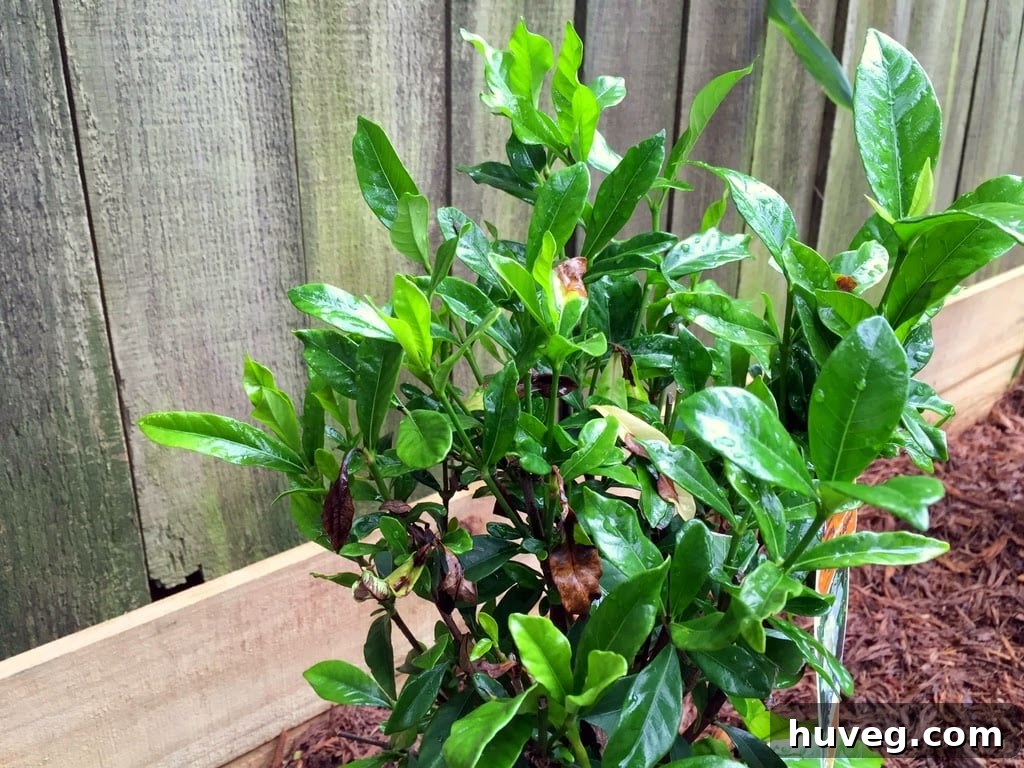 Gardenia