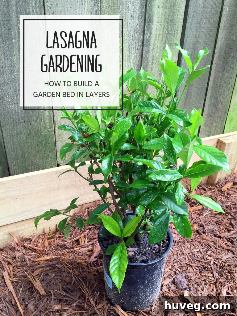 gardenia lasagna gardening 2