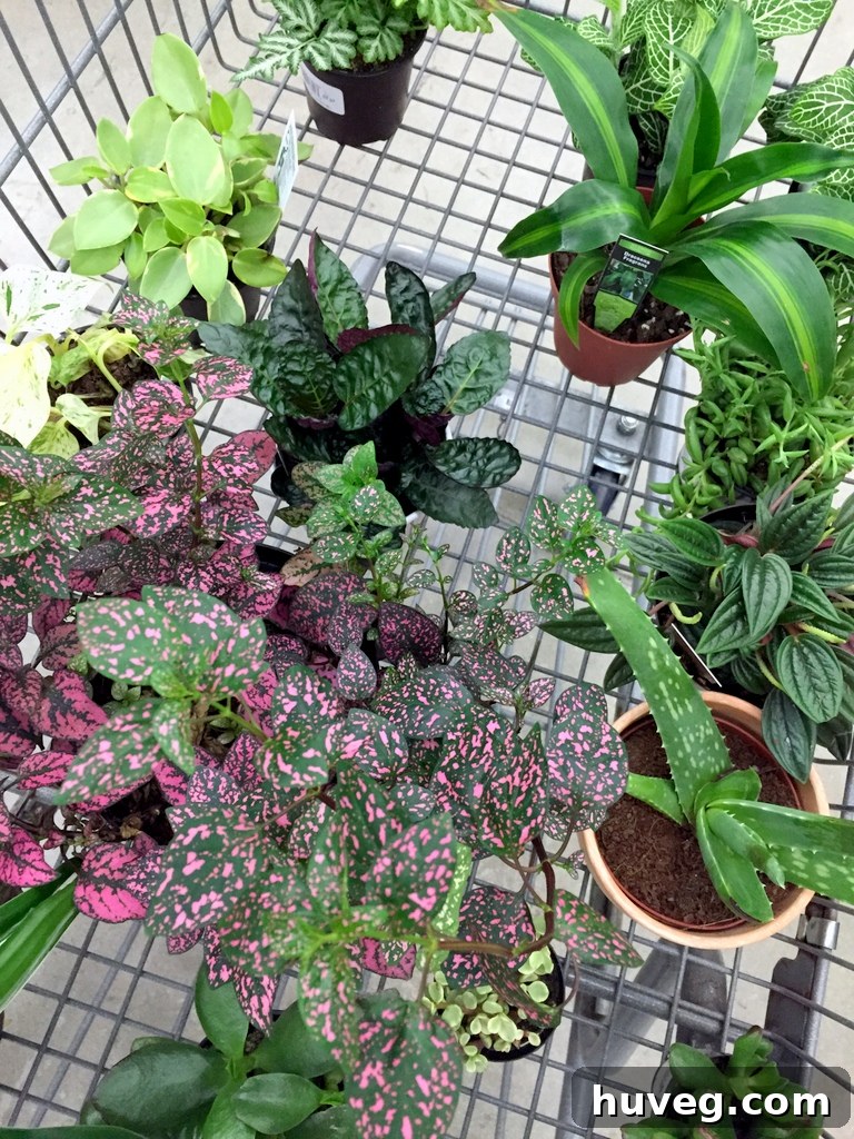 A vibrant selection of indoor plants and succulents purchased from Walmart, ready for planting in the upcycled pots.