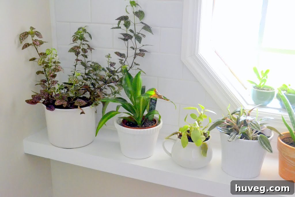 Variety of healthy plants thriving on the new laundry room shelf, showcasing the successful upcycling project.