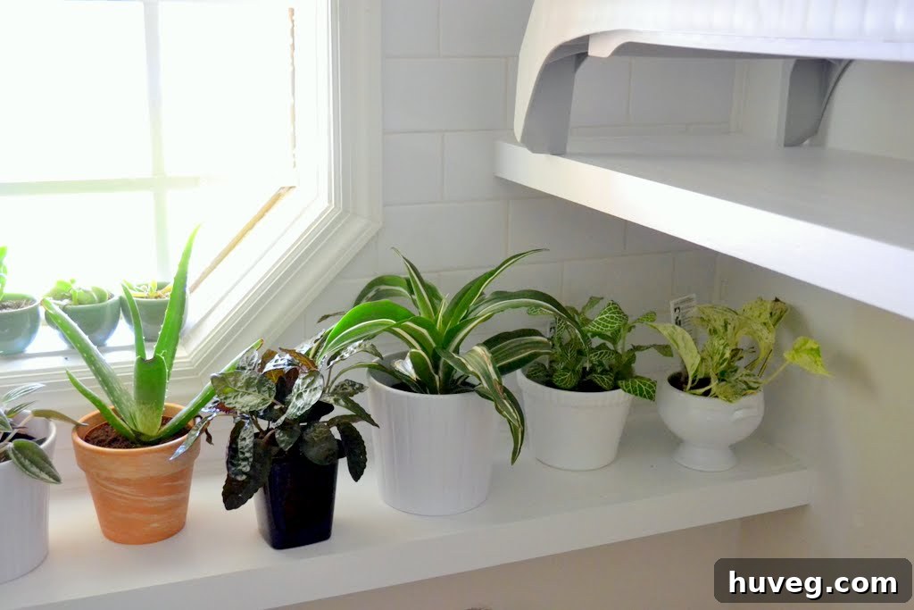 Close-up view of the plants on the renovated laundry room shelf, highlighting their diverse textures and forms.