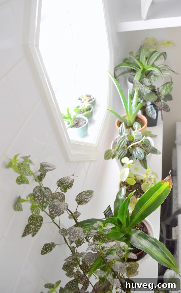 Lush green plants arranged in front of a window, bringing natural beauty and color to the space.