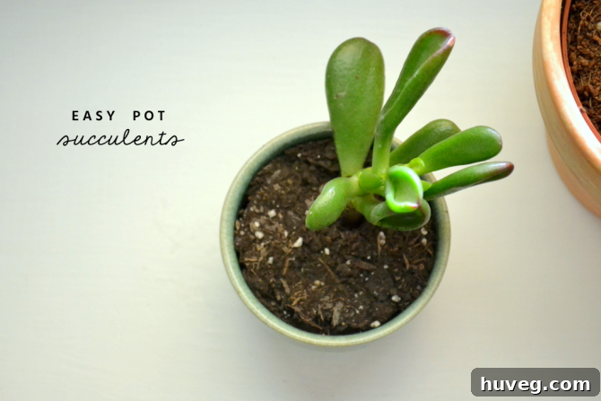 Easy Pot Succulents: A Simple Trick for Small Containers