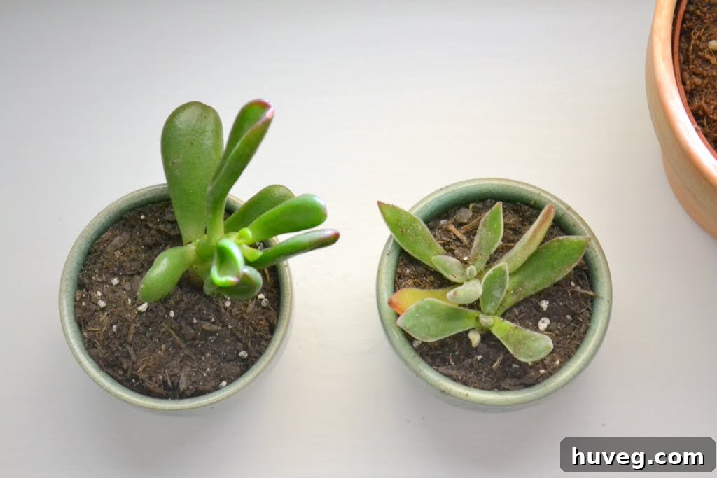 Succulent Potting Trick: Avoiding Drainage Hole Drilling