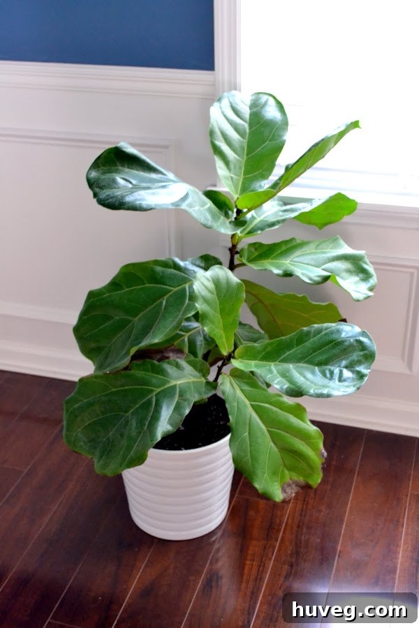 Thriving Fiddle Leaf Fig in a decorative dining room pot