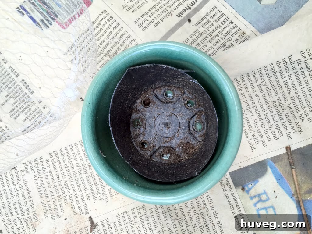 Adding a pebble for essential drainage in small succulent pots