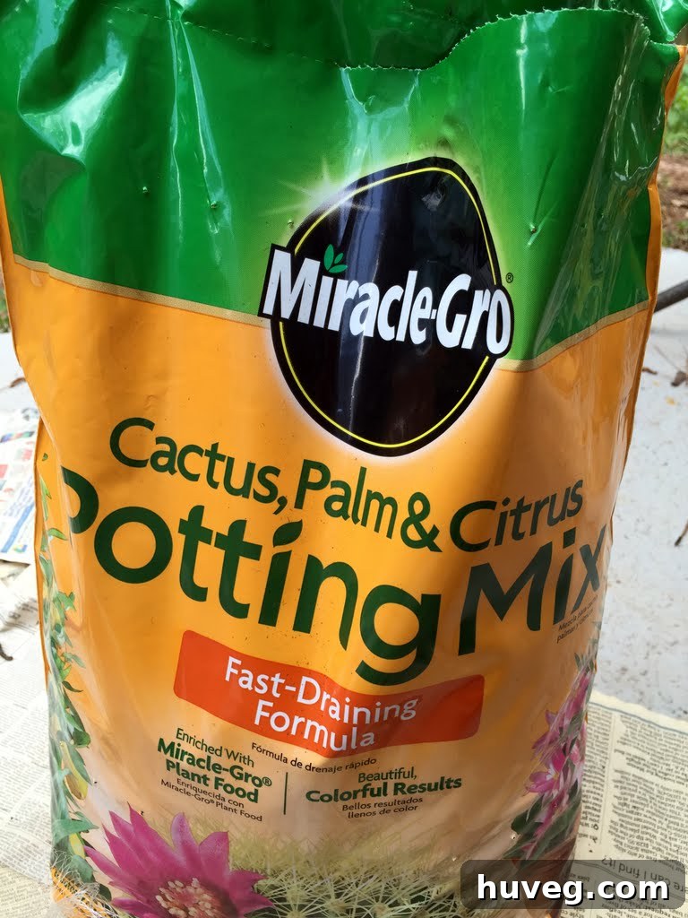 Potting a succulent with specialized cactus soil for optimal drainage