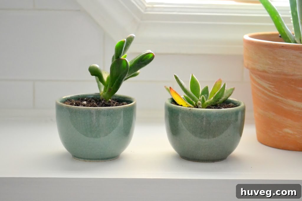 Freshly potted succulents in teacups on a bright laundry room window ledge