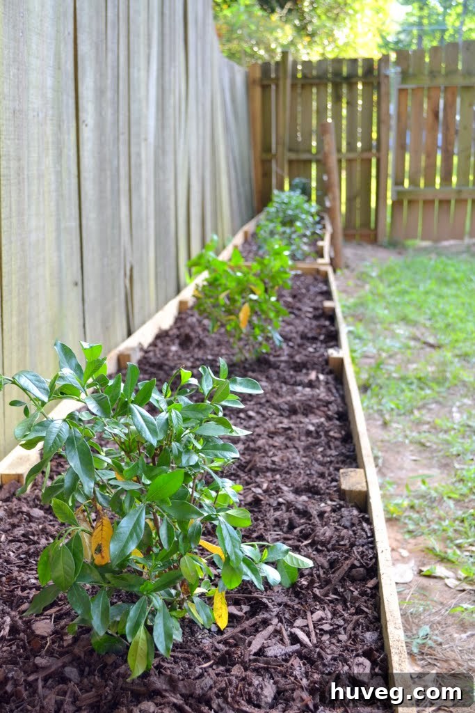 DIY Raised Garden Beds: Two of Three Complete