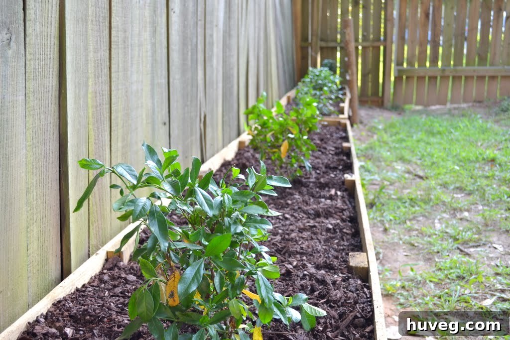 Raised Garden Beds: A Backyard Transformation