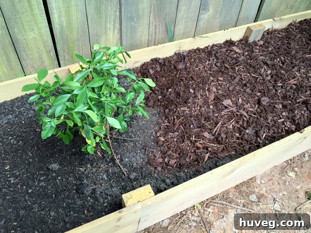 DIY Raised Garden Beds Utilizing Lasagna Gardening Technique