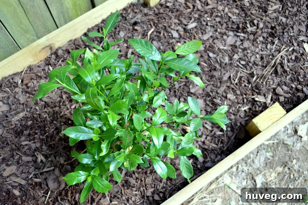 Gardenia Shrubs Planted in Raised Garden Beds