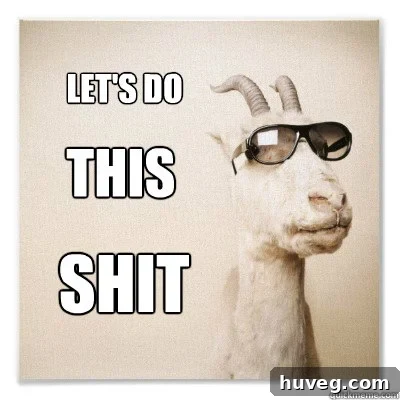 lets do this shit