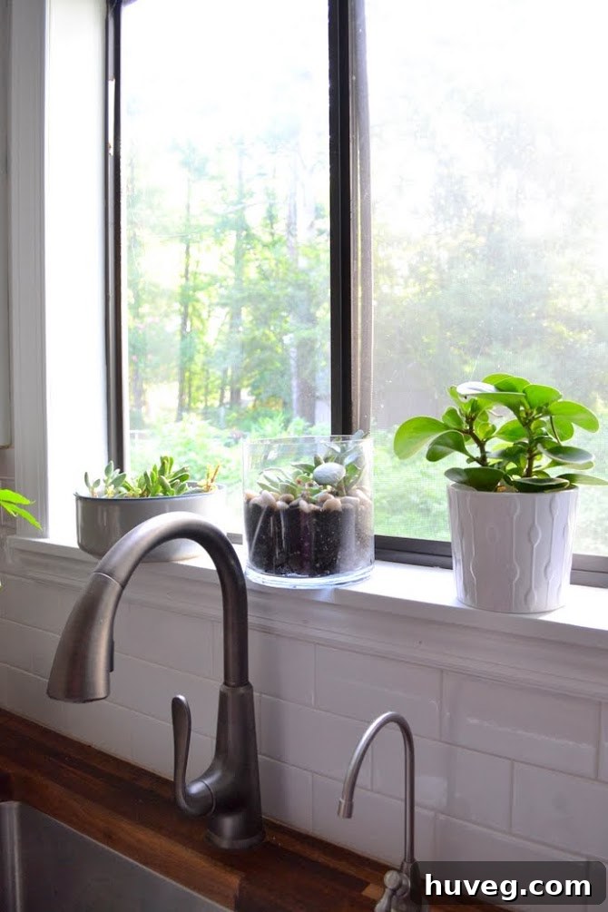 Vibrant green succulents arranged in decorative pots on a sunlit kitchen windowsill