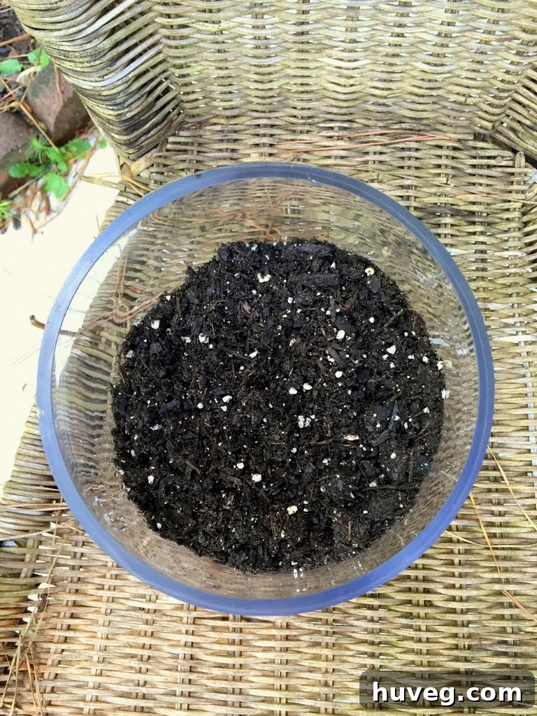 A bag of specialized succulent and cactus dirt mix, designed for optimal drainage