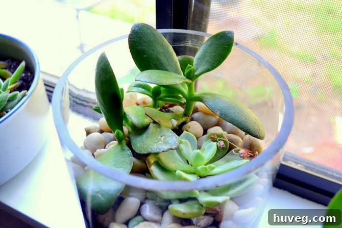 Newly planted green succulents adorned with decorative rocks, ready for their first watering
