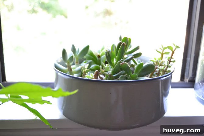 A collection of healthy green succulents elegantly displayed on a kitchen windowsill, bathed in soft light