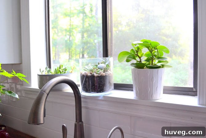 Peaceful morning scene featuring kitchen succulents on a windowsill with a cozy home interior