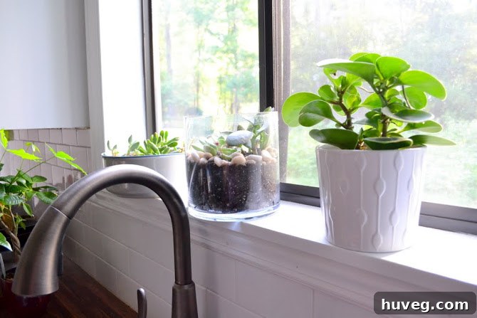 Close-up of healthy green succulents in various terracotta pots basking in natural light