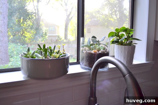 Assortment of lush green succulents in modern grey and white ceramic planters on a kitchen sill