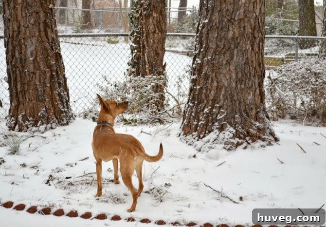 Charlie, a brown dog, looking hesitant and cold in a snowy backyard, with paw prints visible