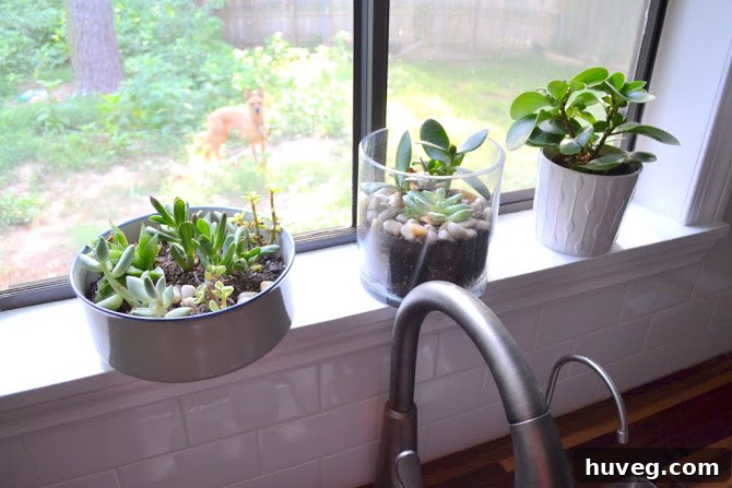 Serene view of green succulents on a brightly lit kitchen windowsill with a calm outdoor background