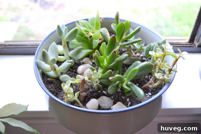 A selection of various green succulents, ready for potting, displayed on a wooden surface