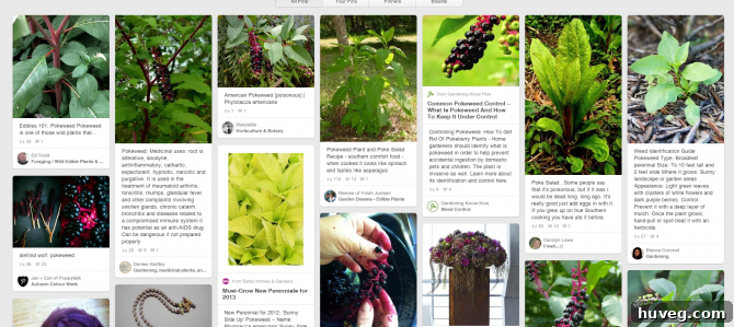 pokeweed