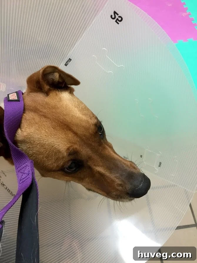 Charlie wearing the cone of shame