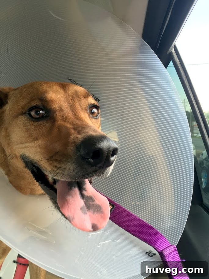 Charlie happy in the car with her cone