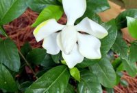 Fragrant Gardenias Unfurl