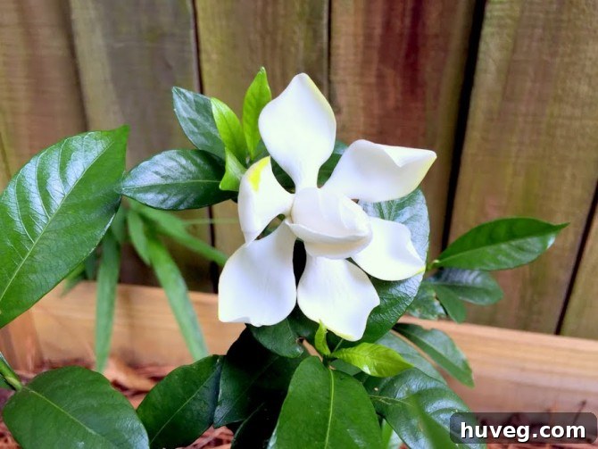 Close-up of gardenia flowers with lush green leaves, highlighting their delicate petals.
