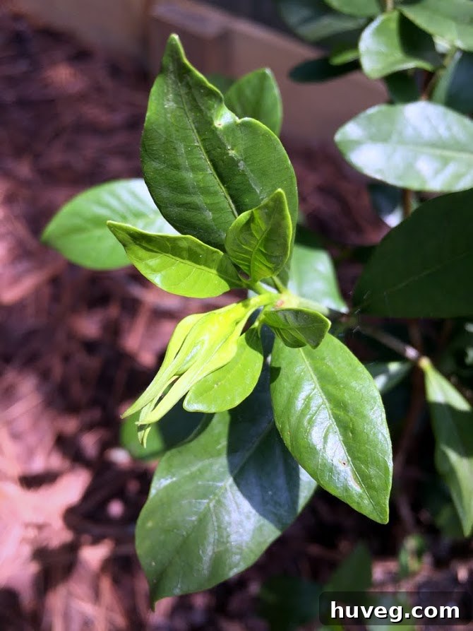 Budding and blooming gardenias, showing different stages of growth and anticipation.