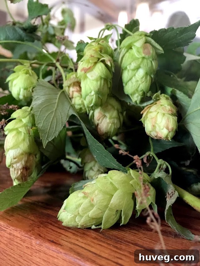 Fresh hops on the vine at a Wisconsin brewery