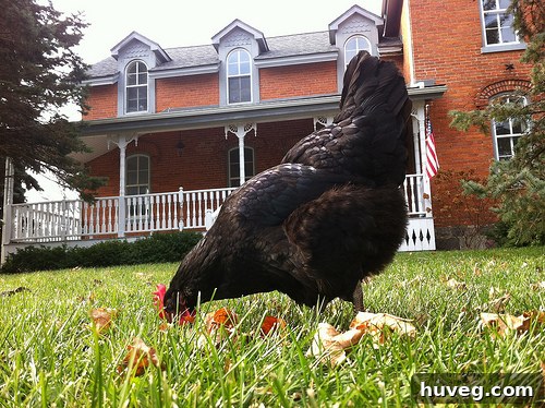 Adorable 'nugget' chicken at Black Feather Farm