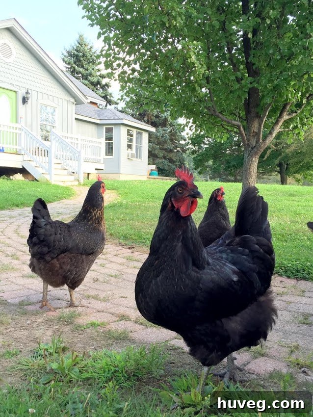 Chickens greeting the visitor