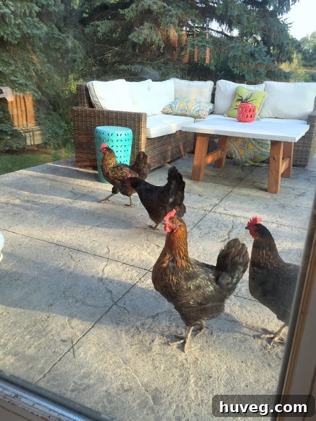 View from kitchen sliding doors with chickens