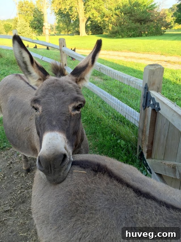 Donkeys Doc and Parker