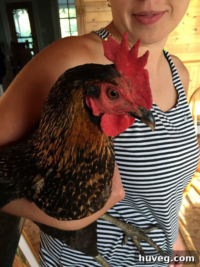 Chicken exploring the farm yard