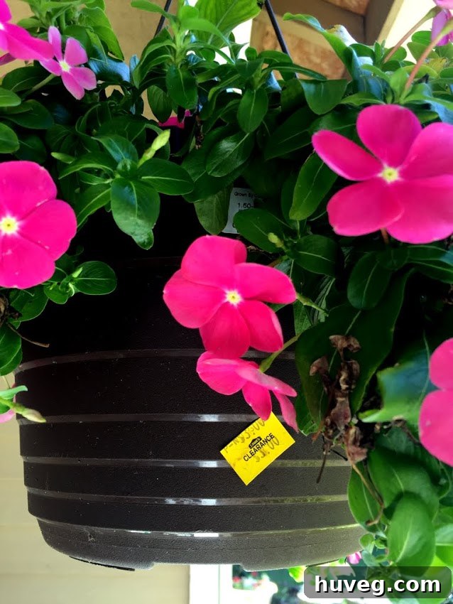 Lowe's clearance flowers, a money-saving find for budget gardeners
