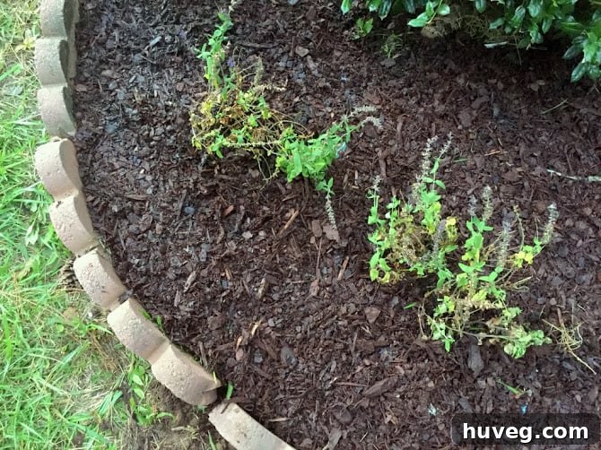 Newly planted sage flowers with mulch, hoping for recovery and growth