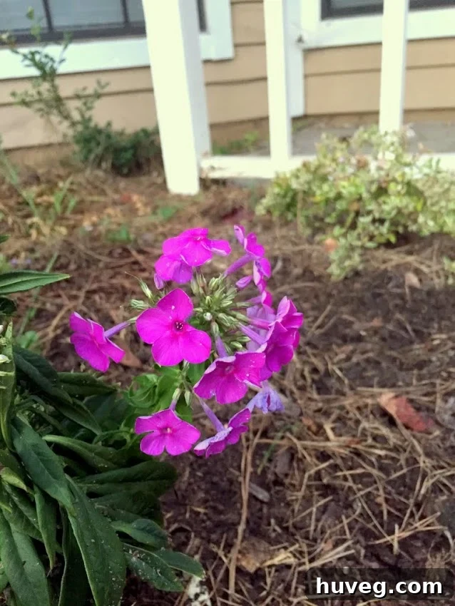 Pretty blooms and vibrant flowers showcasing garden beauty and progress