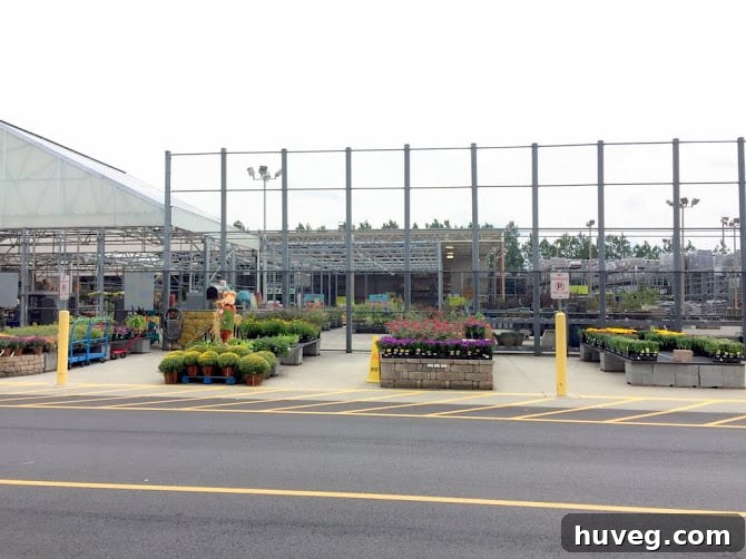 Exploring the garden section at Lowe's for discounted plants