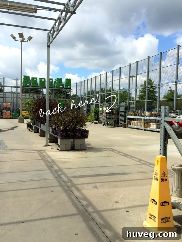 Tips for saving money on plants by finding end-of-season sales