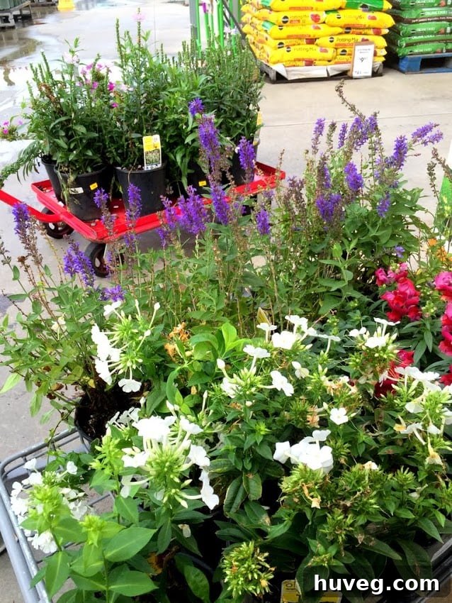 A large collection of one dollar perennial plants, a fantastic budget gardening find